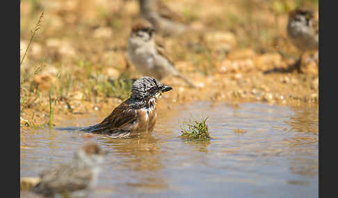 Neuntöter (Lanius collurio)