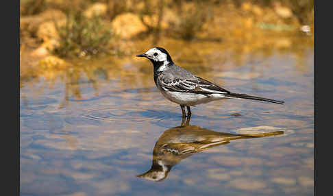 Bachstelze (Motacilla alba)