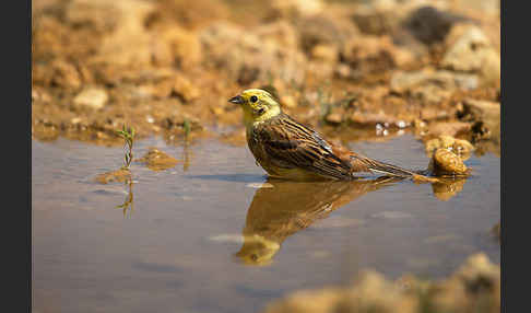 Goldammer (Emberiza citrinella)