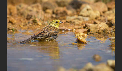 Goldammer (Emberiza citrinella)