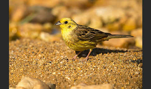 Goldammer (Emberiza citrinella)