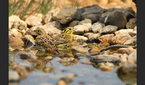 Goldammer (Emberiza citrinella)