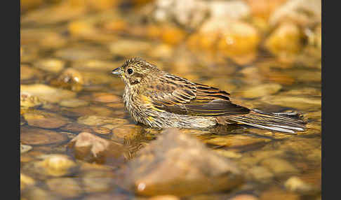 Goldammer (Emberiza citrinella)