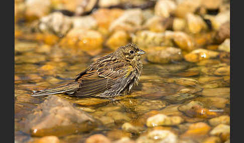 Goldammer (Emberiza citrinella)