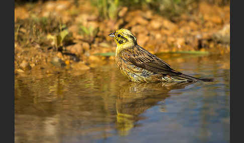 Goldammer (Emberiza citrinella)