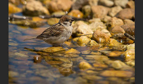 Feldsperling (Passer montanus)