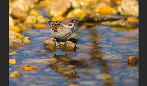 Feldsperling (Passer montanus)