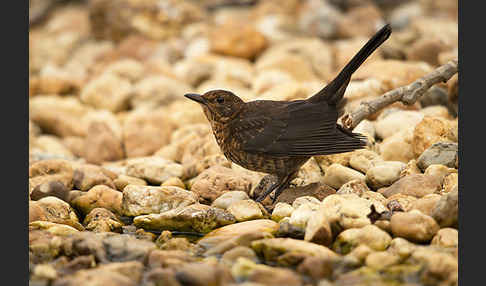 Amsel (Turdus merula)