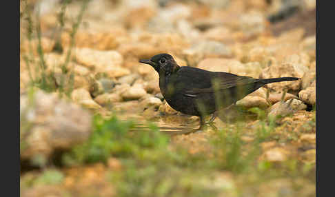 Amsel (Turdus merula)