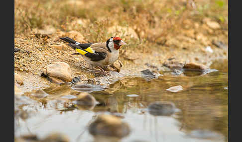 Stieglitz (Carduelis carduelis)