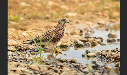 Turmfalke (Falco tinnunculus)