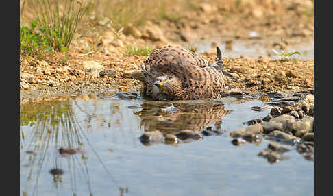 Turmfalke (Falco tinnunculus)