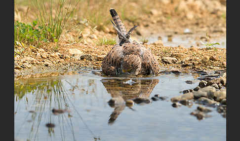 Turmfalke (Falco tinnunculus)