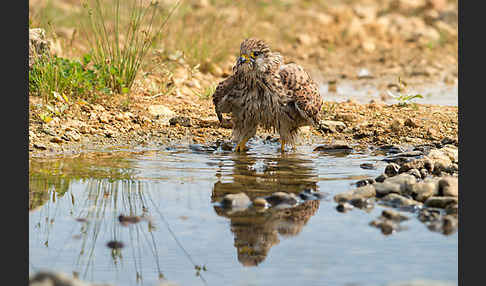 Turmfalke (Falco tinnunculus)