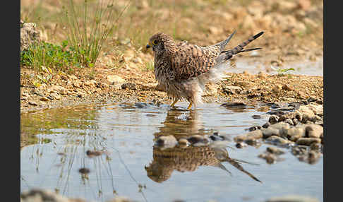 Turmfalke (Falco tinnunculus)