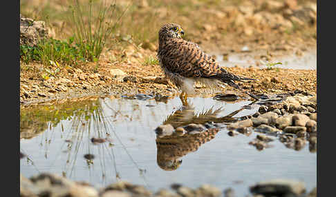 Turmfalke (Falco tinnunculus)