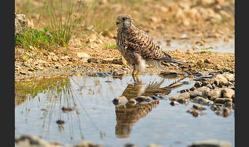 Turmfalke (Falco tinnunculus)