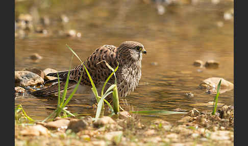 Turmfalke (Falco tinnunculus)