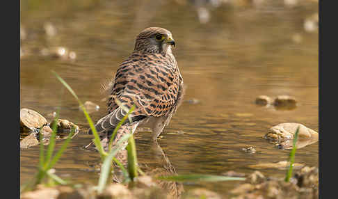 Turmfalke (Falco tinnunculus)