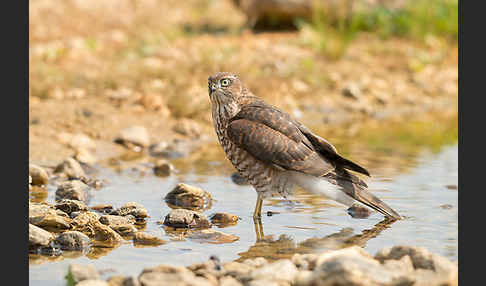 Sperber (Accipiter nisus)