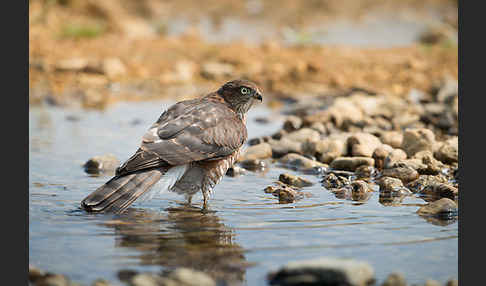 Sperber (Accipiter nisus)