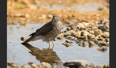 Sperber (Accipiter nisus)