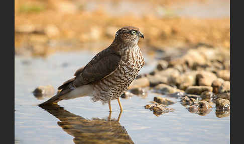 Sperber (Accipiter nisus)