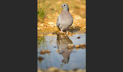 Hohltaube (Columba oenas)