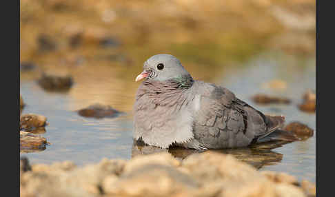 Hohltaube (Columba oenas)