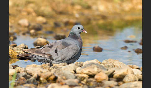 Hohltaube (Columba oenas)