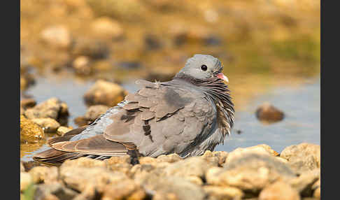 Hohltaube (Columba oenas)