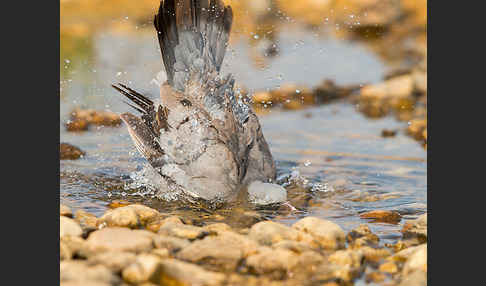 Hohltaube (Columba oenas)