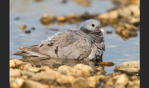 Hohltaube (Columba oenas)