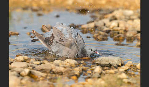 Hohltaube (Columba oenas)