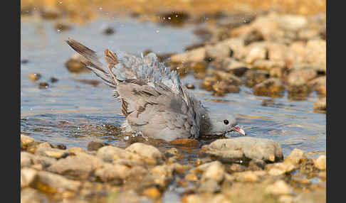 Hohltaube (Columba oenas)