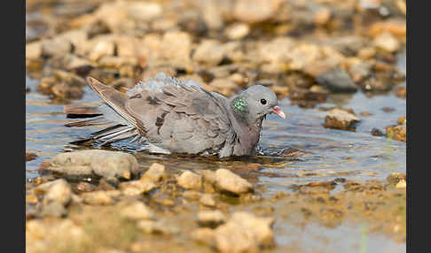 Hohltaube (Columba oenas)