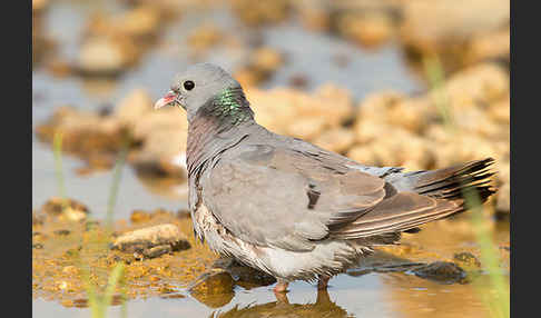 Hohltaube (Columba oenas)