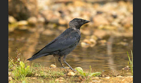 Dohle (Corvus monedula)