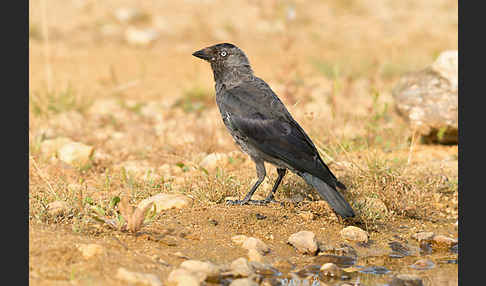 Dohle (Corvus monedula)