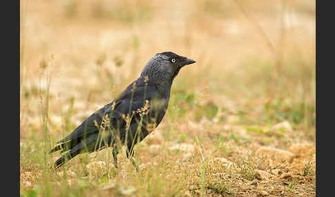 Dohle (Corvus monedula)