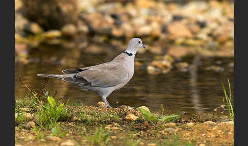 Türkentaube (Streptopelia decaocto)