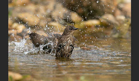 Star (Sturnus vulgaris)