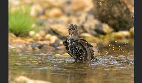 Star (Sturnus vulgaris)