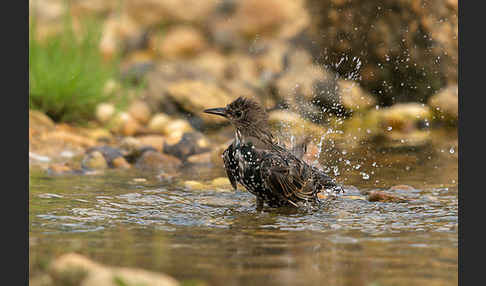 Star (Sturnus vulgaris)