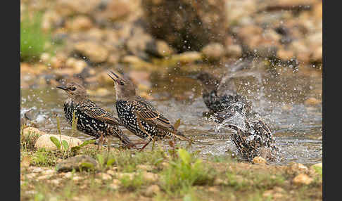 Star (Sturnus vulgaris)