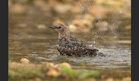 Star (Sturnus vulgaris)