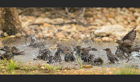 Star (Sturnus vulgaris)