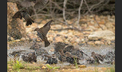 Star (Sturnus vulgaris)