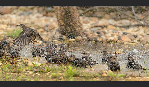 Star (Sturnus vulgaris)