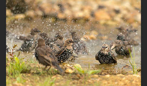 Star (Sturnus vulgaris)